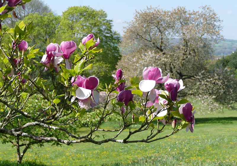Gartenreise England - Cornwall 2023