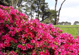 Gartenreise England - Cornwall 2023