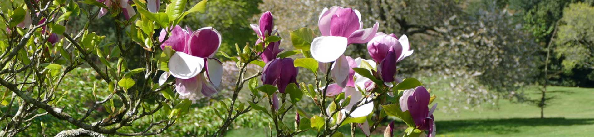 aha!-Reisen - Gartenreisen nach England, Frankreich, Schottland uvm. 