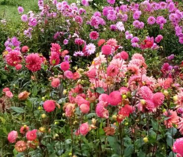Gartenreise Frankreich - Genießen wie Gott in Frankreich / Feuerwerk der Farben an der Loire 2022
