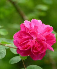 Gartenreise England – Malerische Cotswolds, berauschende Pflanzenpracht – und das zur Zeit der Rosen