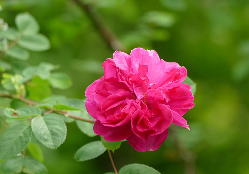 Gartenreise England – Malerische Cotswolds, berauschende Pflanzenpracht – und das zur Zeit der Rosen