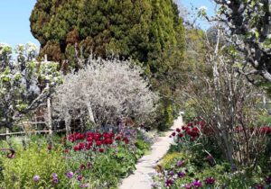 Gartenreise England – Frühling in Cornwall, Devon und Somerset 2022