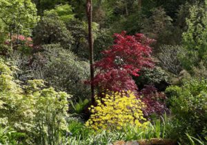 Gartenreise England – Frühling in Cornwall, Devon und Somerset 2022