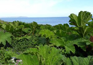 Gartenreise England – Frühling in Cornwall, Devon und Somerset 2022