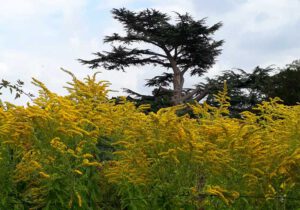 Gartenreise England - Spätsommertage in East Anglia 2022