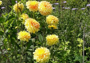 Gartenreise Frankreich - Zauberhafte Gartenjuwele in der Normandie und Bretagne 2022