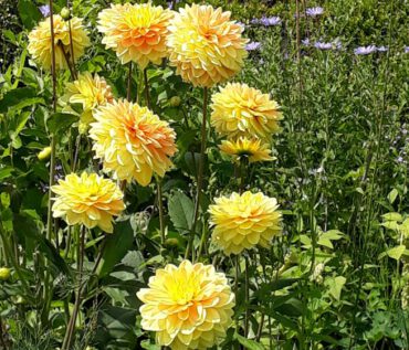 Gartenreise Frankreich - Zauberhafte Gartenjuwele in der Normandie und Bretagne 2022