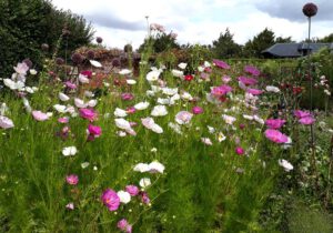 Gartenreise Frankreich - Zauberhafte Gartenjuwele in der Normandie und Bretagne 2022