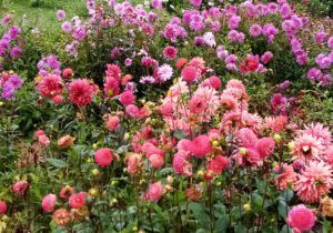 Gartenreise Frankreich - Genießen wie Gott in Frankreich / Feuerwerk der Farben an der Loire 2022