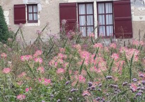 Gartenreise Frankreich - Genießen wie Gott in Frankreich / Feuerwerk der Farben an der Loire 2022