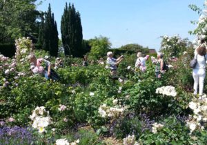 Gartenreise England – Schwelgen im Duft der Rosen 2022