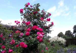 Gartenreise England – Schwelgen im Duft der Rosen 2022