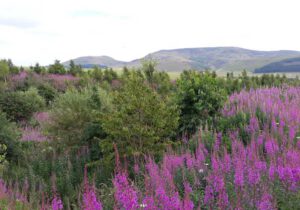 Gartenreise Schottland – Scotland for Gardeners 2022
