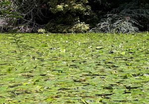 Gartenreise Irland 2023