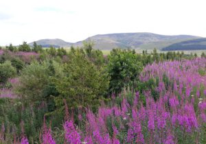 Gartenreise Schottland 2023