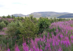 Gartenreise Schottland 2023