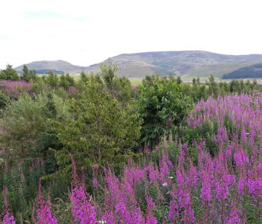 Gartenreise Schottland 2023