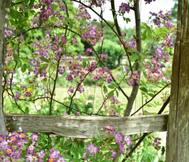 Gartenreise England & Frankreich – Oxford/Cotswolds und Normandie