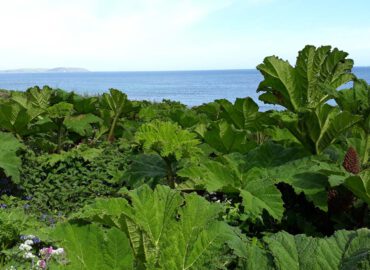 Gartenreise nach Cornwall mit Devon (Dartmoor), Exeter und Südostengland 2026