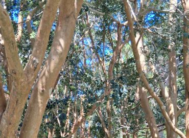 Gartenreise nach Cornwall mit Devon (Dartmoor), Exeter und Südostengland 2026