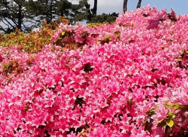 Gartenreise nach Cornwall mit Devon (Dartmoor), Exeter und Südostengland 2026