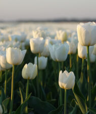 Gartenreise Belgien und in die Niederlande