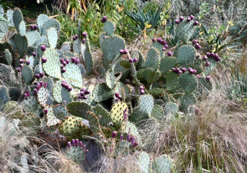 Gartenreise Österreich - Herbstfarbige Gartenerlebnisse und kulinarische Genüsse in der Steiermark